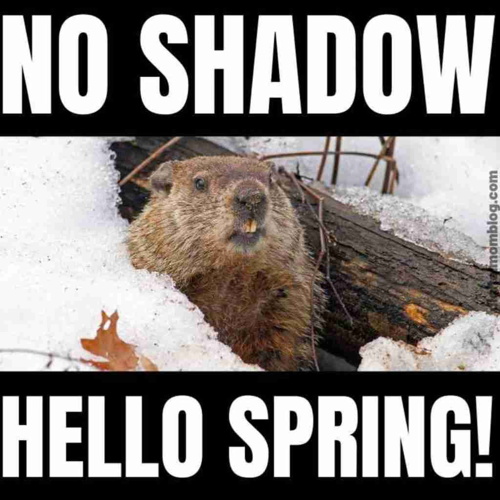 Groundhogs Day Memes