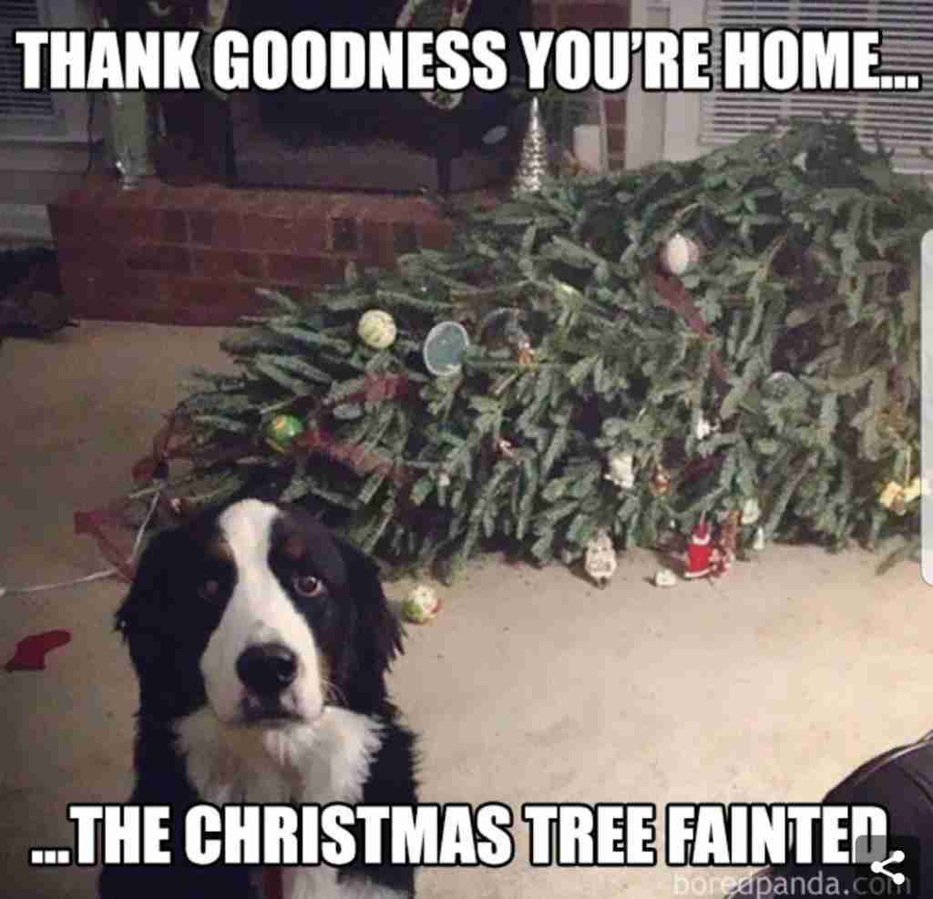 Christmas tree vs dog