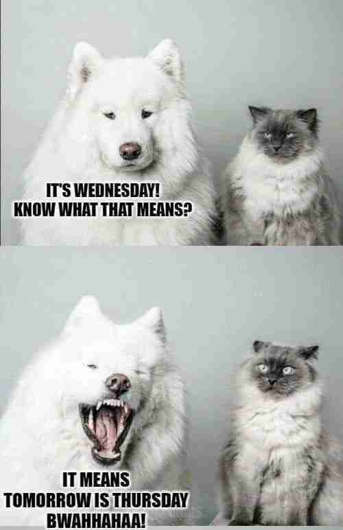 Hilarious Wednesday Memes dog