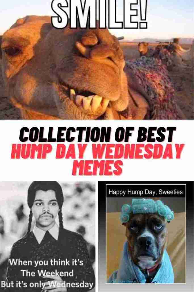Collection of hump day Wednesday Memes