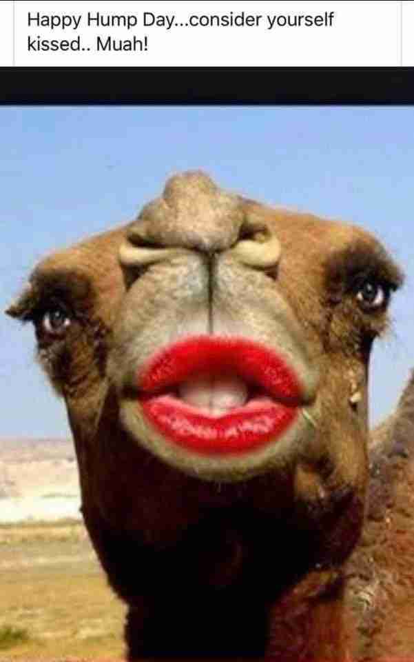 Hump day Wednesday Memes camel kiss