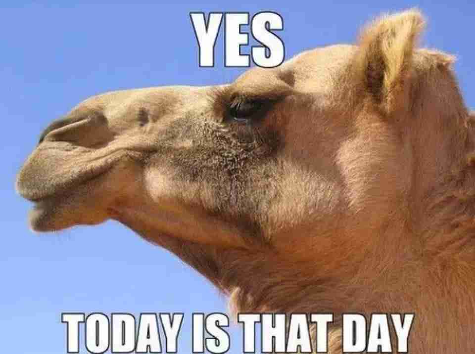 Hump day Wednesday Memes camel