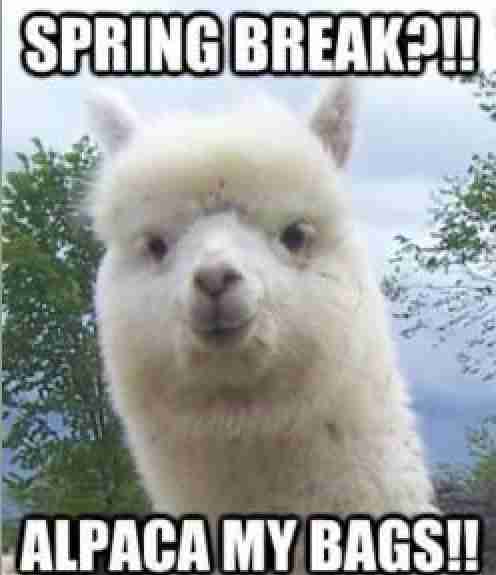 Spring Break Memes