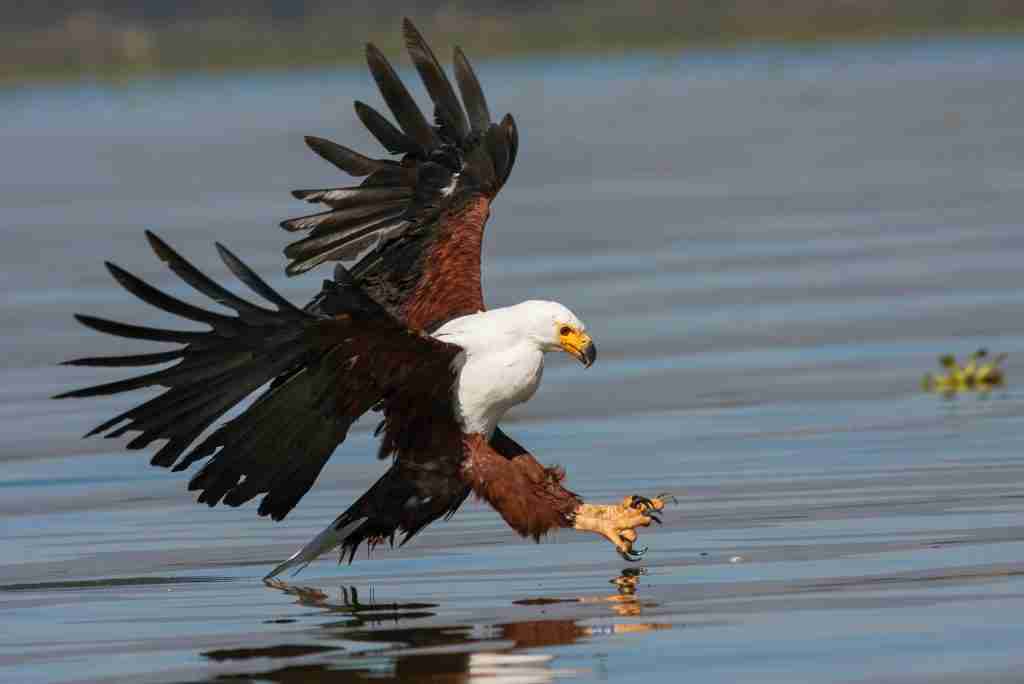 Eagle Personality Traits
