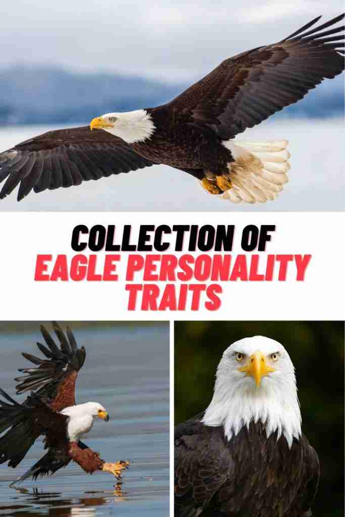 Eagle Personality Traits
